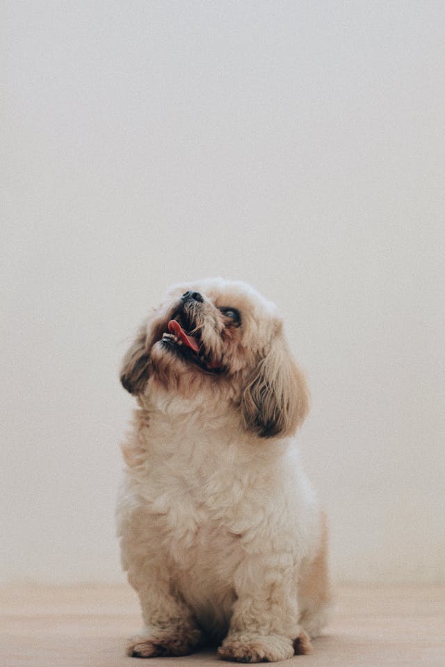 呼吸の層
